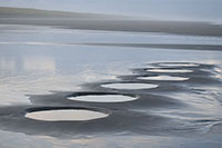 results of beach sample